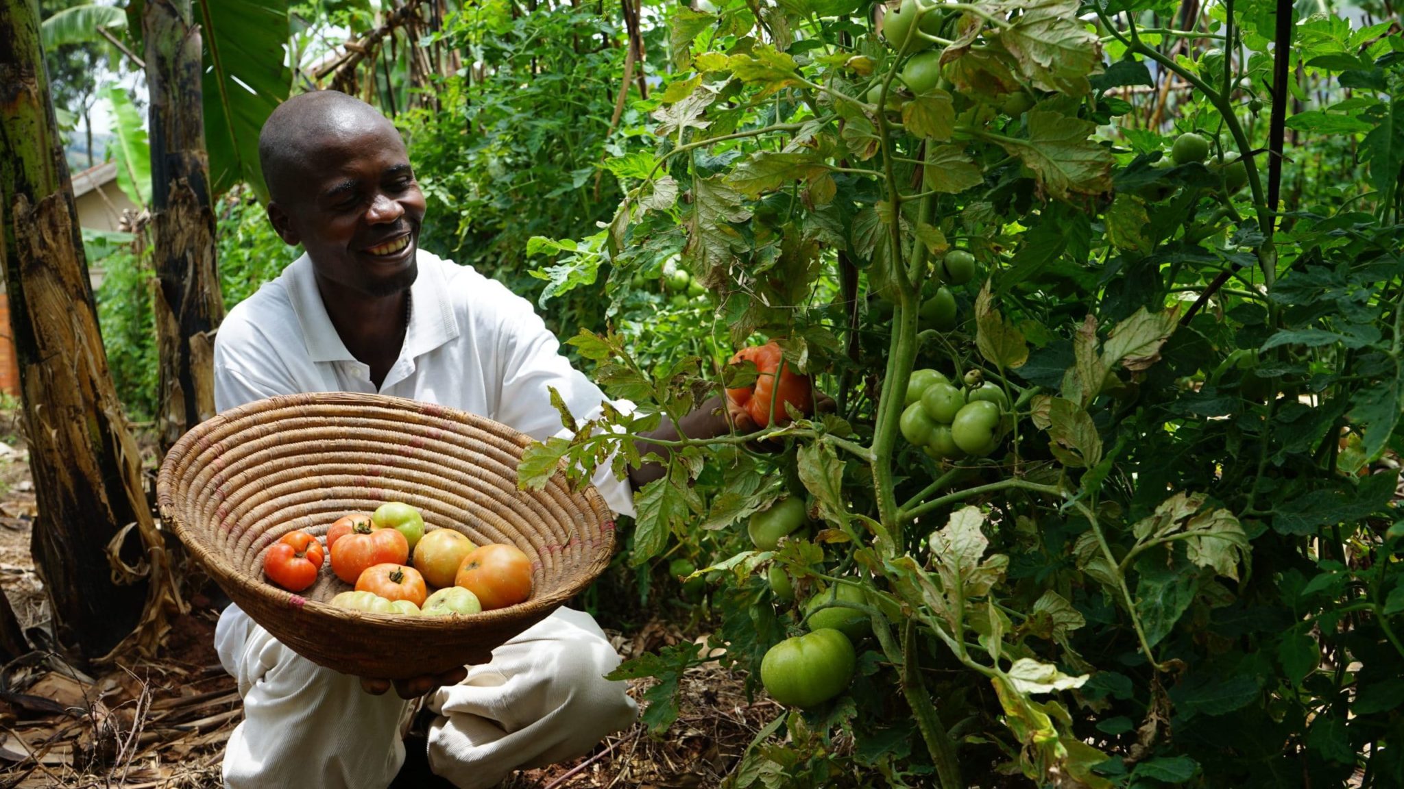 Fresh garden produce including tomatoes and leafy vegetables