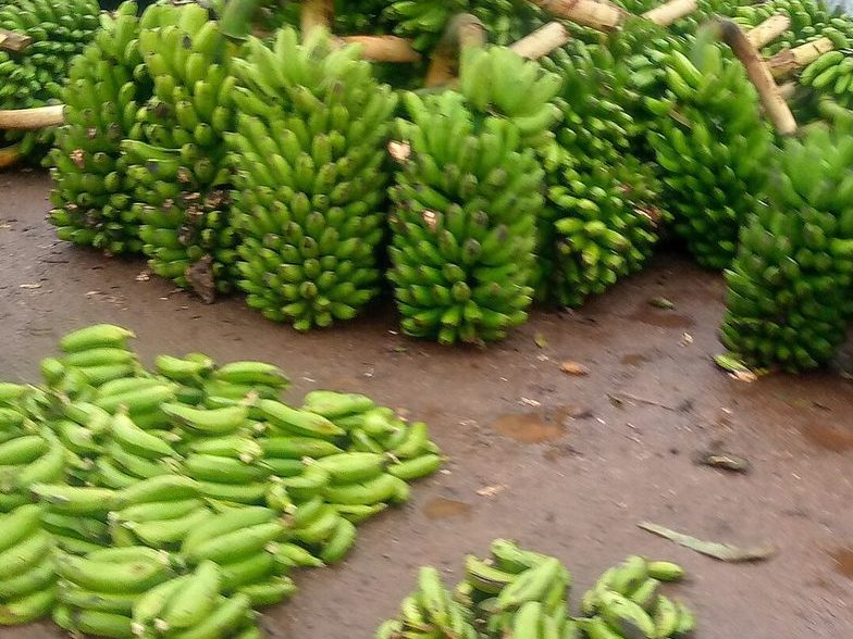 Green matooke bunches for sale at a market in Uganda