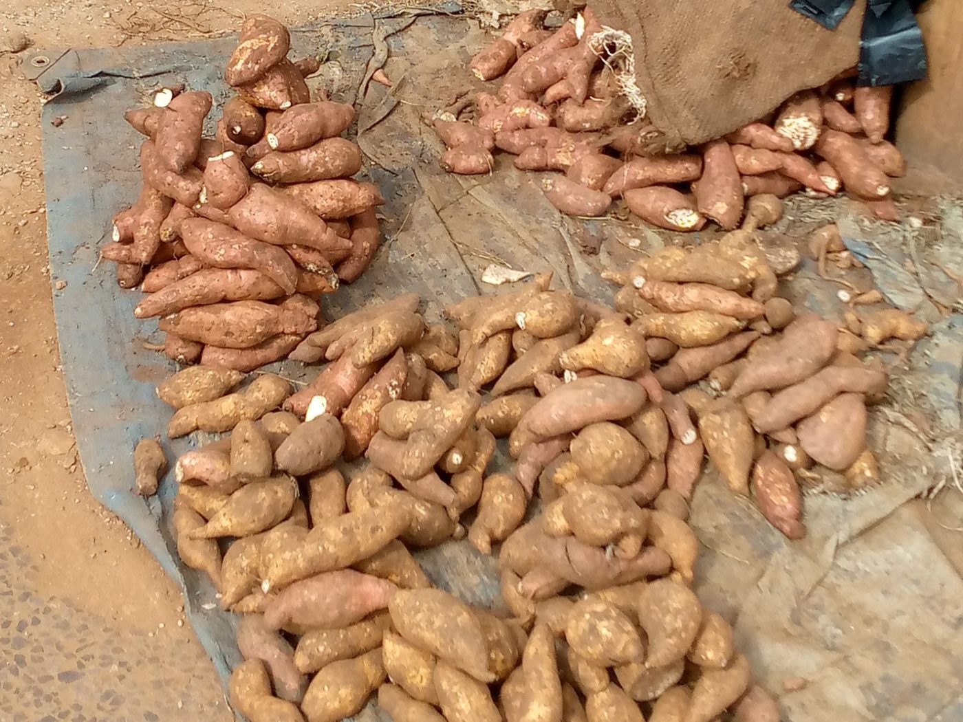 Sweet potatoes displayed for sale in Uganda