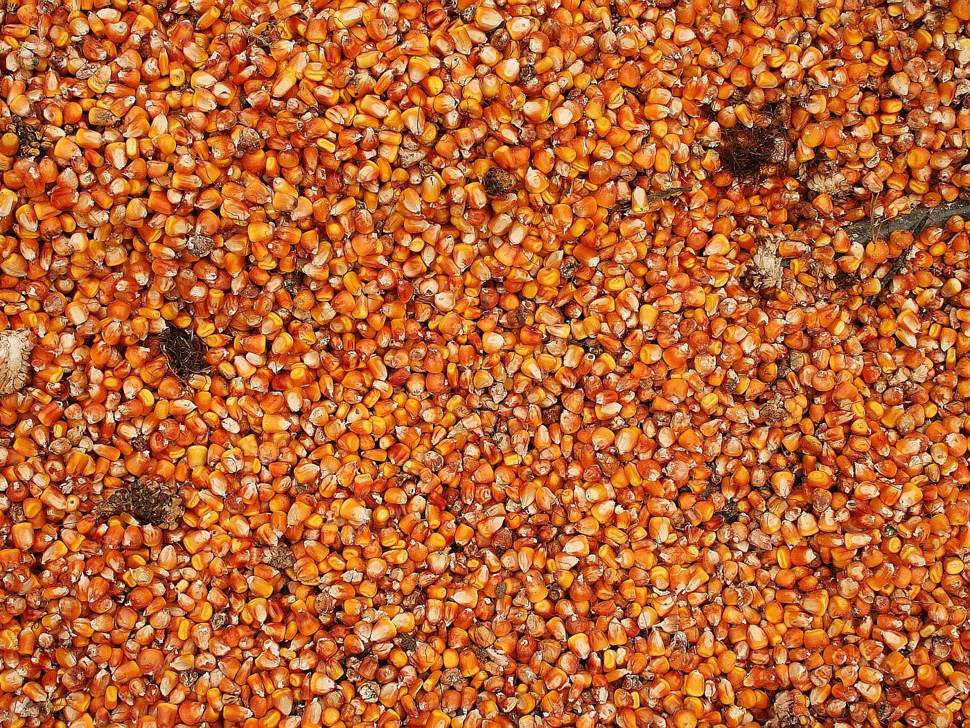 Close-up of dry maize grain kernels