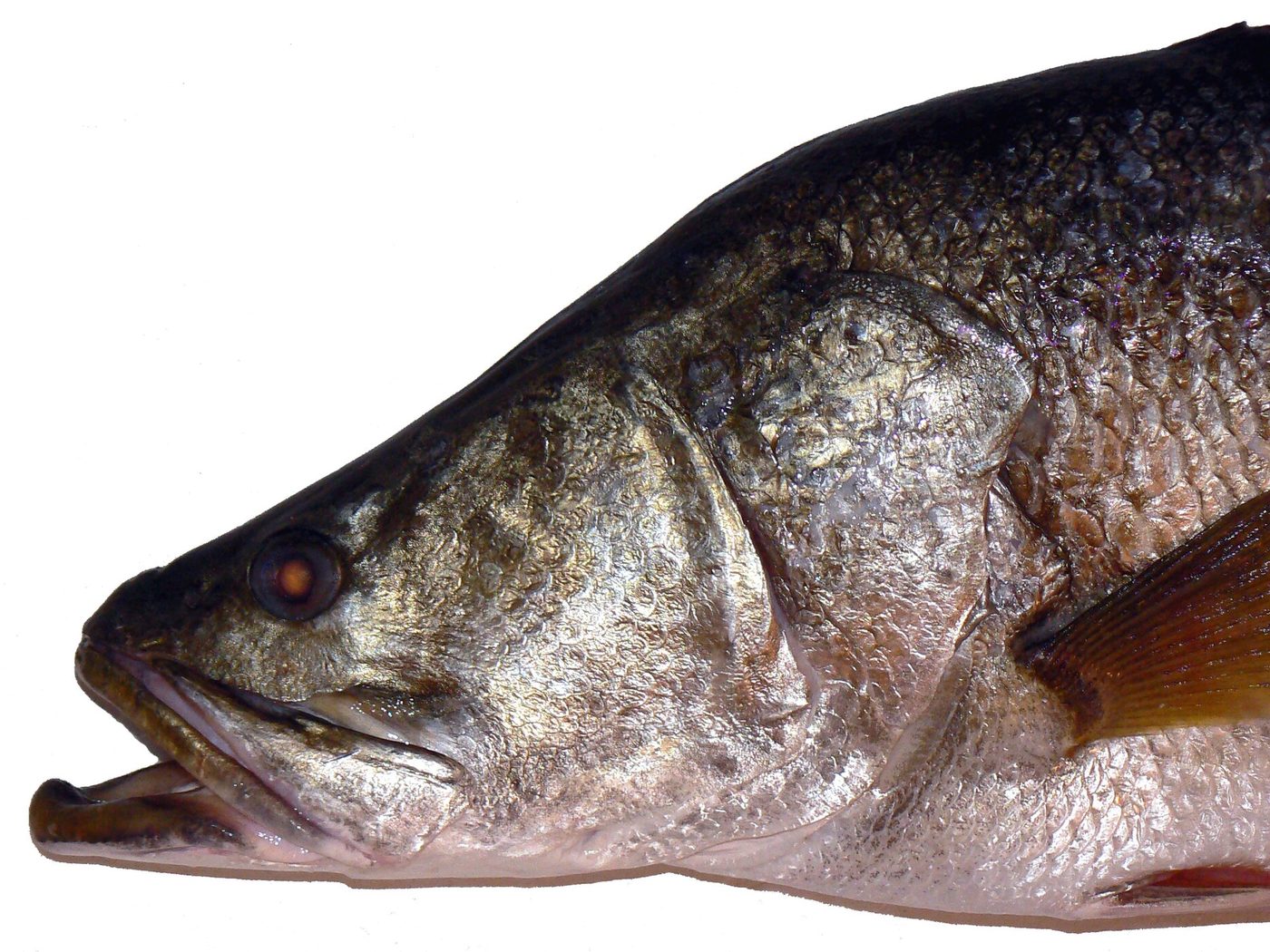 Nile perch fish