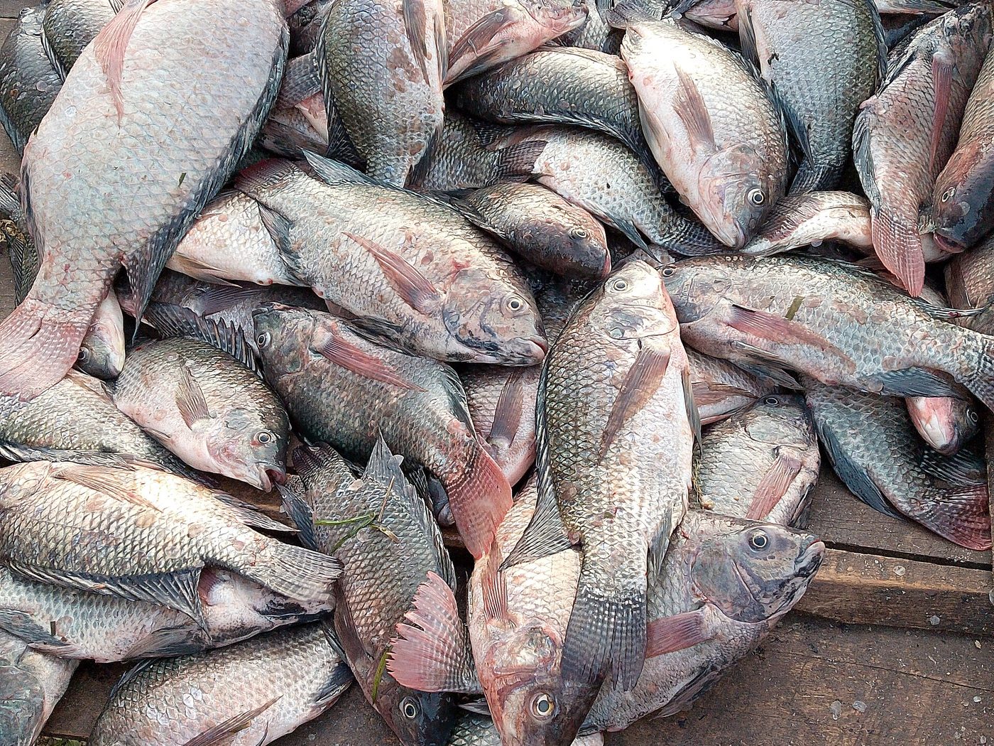 Fresh tilapia fish in Uganda