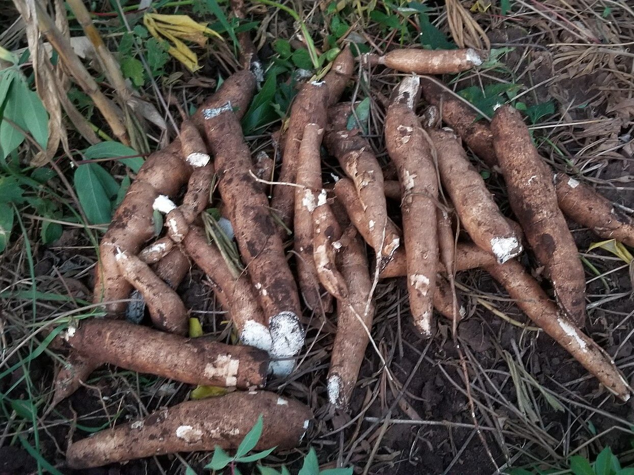 Harvested cassava roots in Uganda