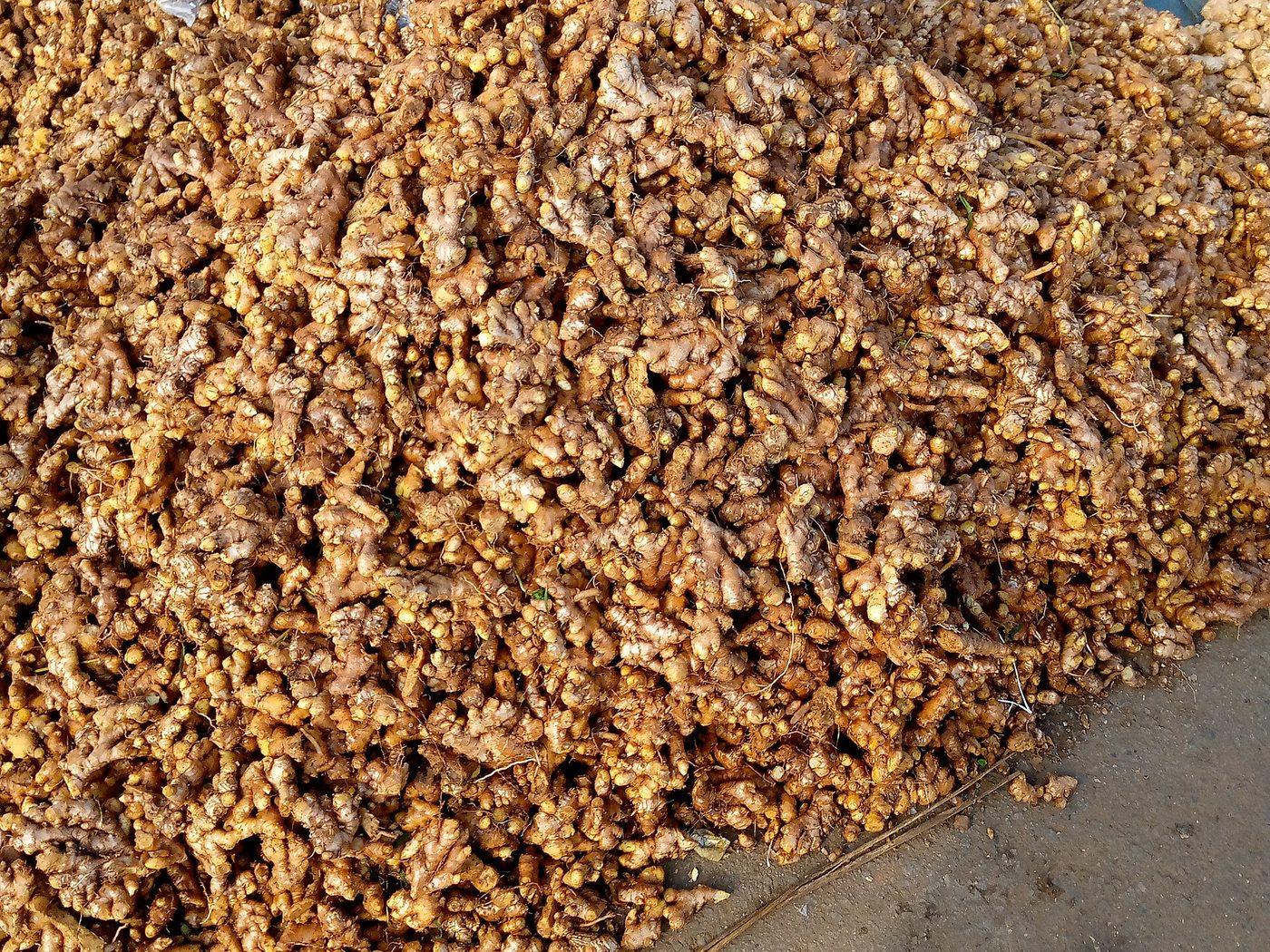 Fresh ginger rhizomes in Uganda
