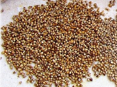 Unmilled millet grain