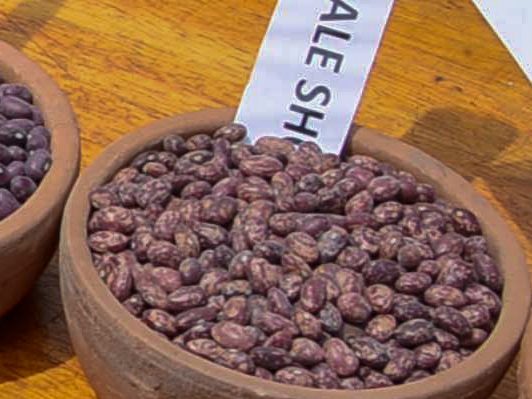 Nambale Short dry beans in a labelled bowl in Uganda