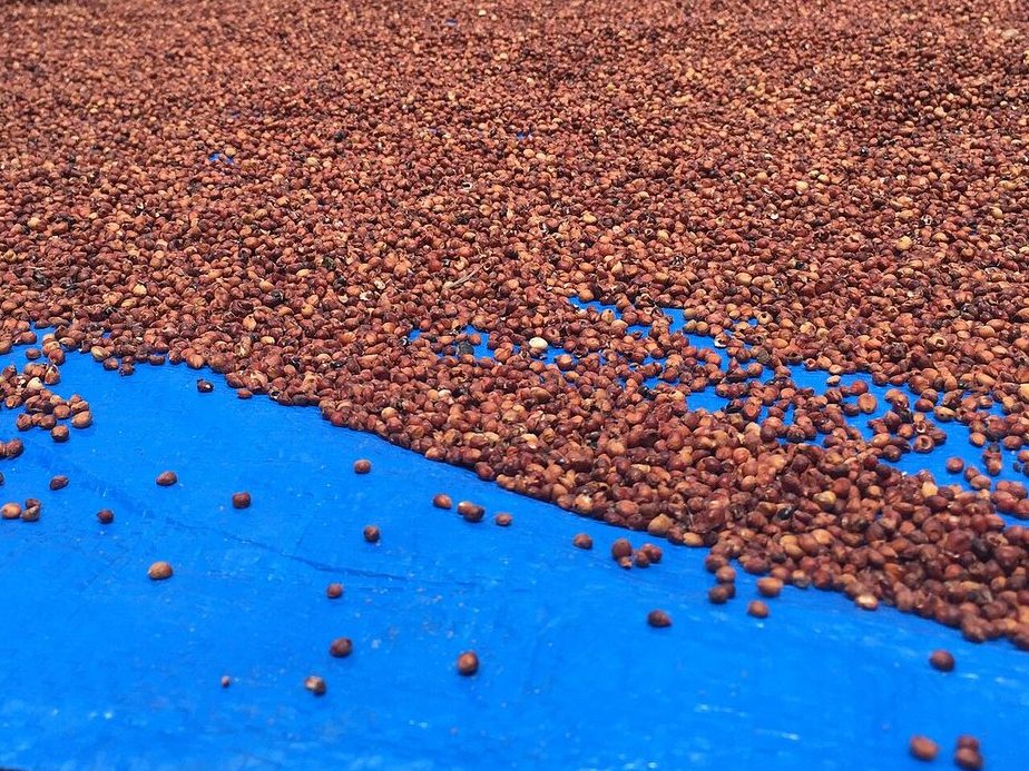 Sorghum grain sun-drying at Rhino Camp, Uganda