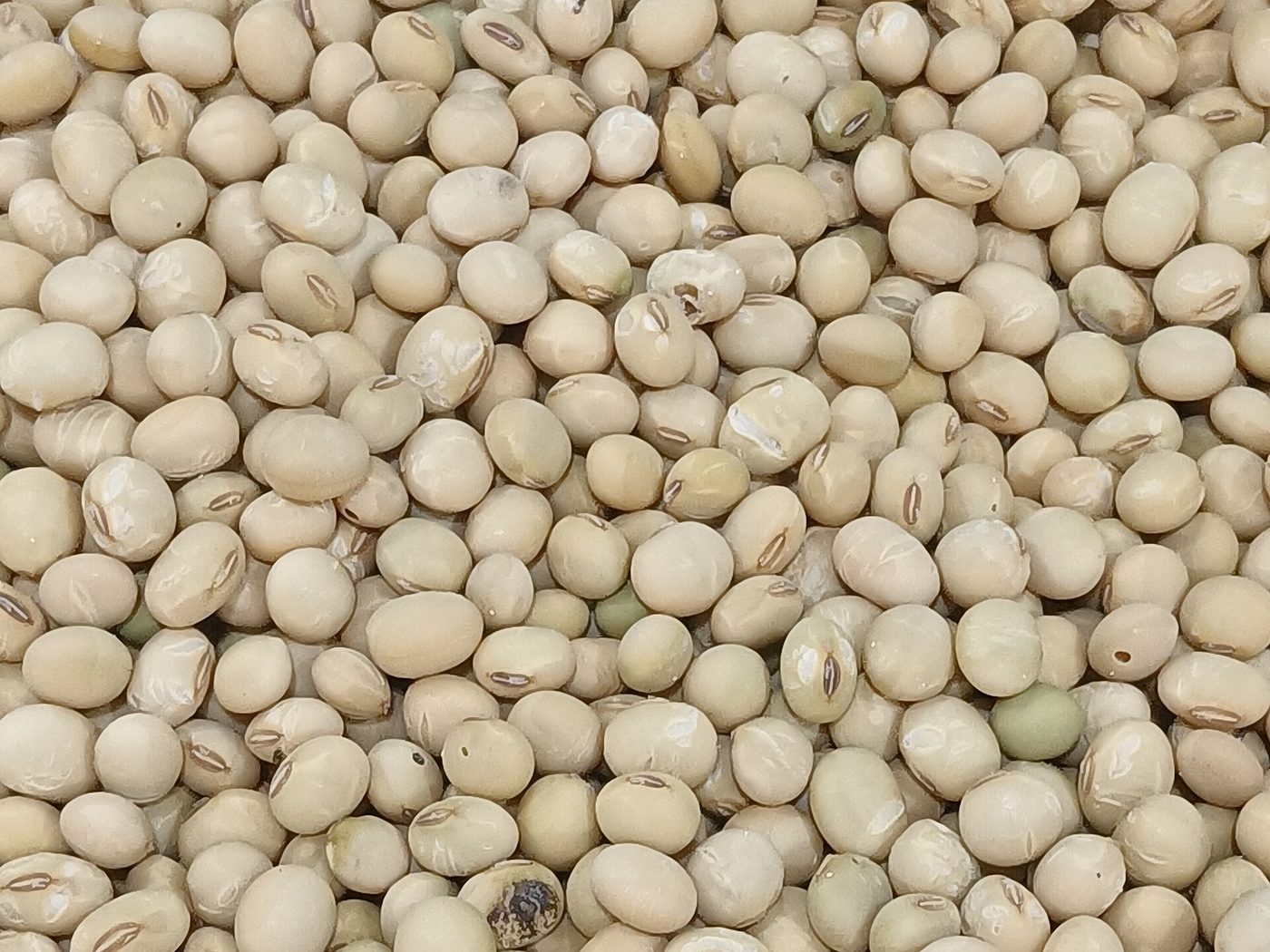 Dry soya beans