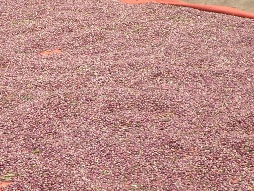 Close-up of reddish dry beans drying in Uganda, used as a representative Agwedde bean photograph