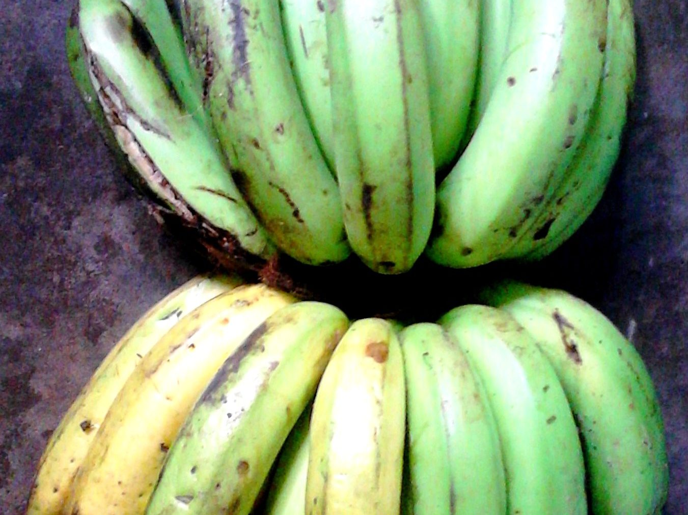 Bogoya (Cavendish) bananas in Uganda