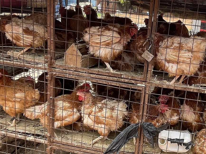 Chickens in market cages for sale in Uganda