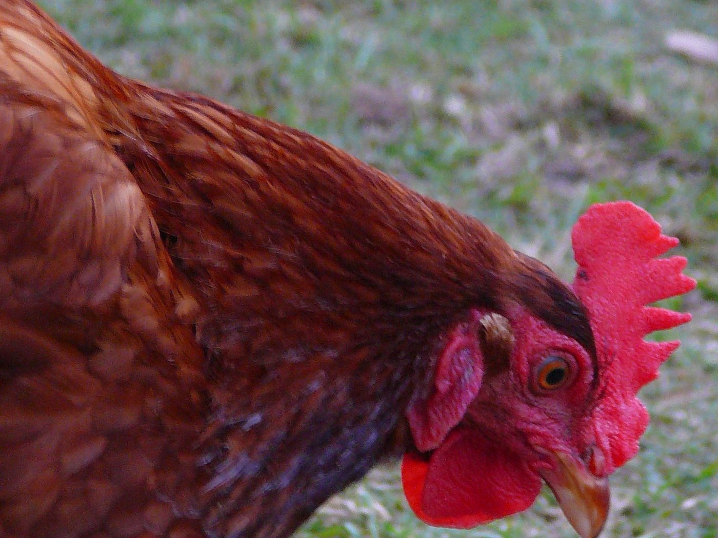 Live chicken