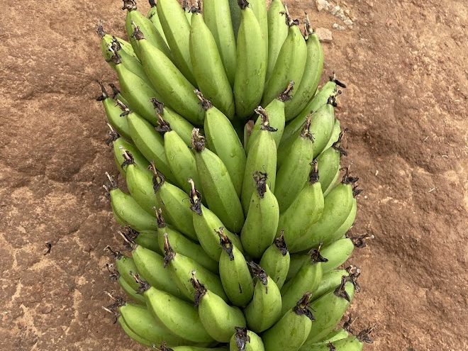 Close-up of a green matooke bunch showing individual fingers, Uganda