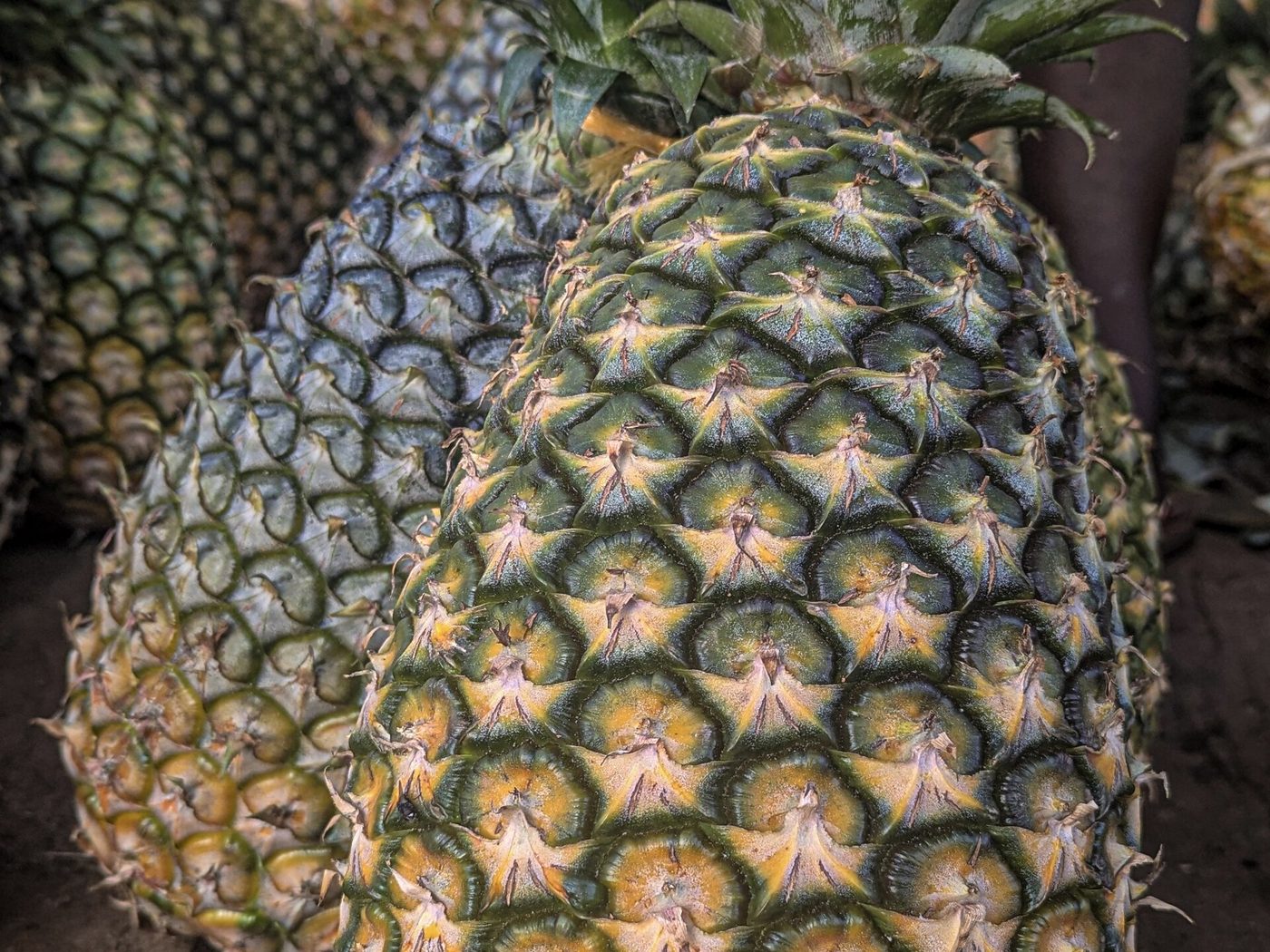 Fresh pineapples in Uganda