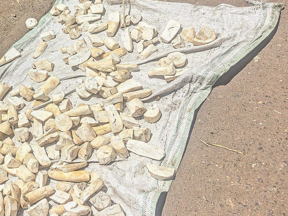 Sun-dried cassava pieces at a market in Uganda